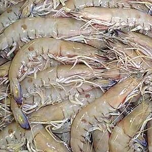 Frozen Shrimp