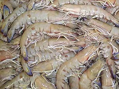 Frozen Shrimp