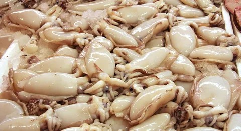 Squid and Cuttlefish Supplier