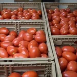 Buy Bulk Fresh Tomatoes Suppliers