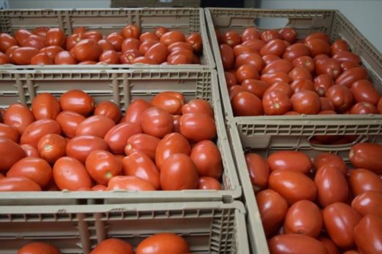 Buy Bulk Fresh Tomatoes Suppliers - Image 2