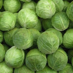 Buy Fresh Cabbage in Bulk