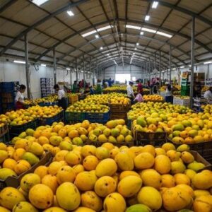 Buy Mangoes in bulk