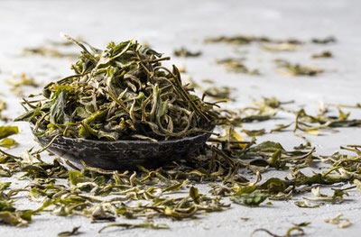 Buy White Tea in bulk