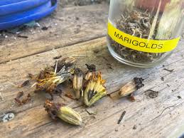 Premium Marigold Seeds (Tagetes) – High-Germination Garden Gems