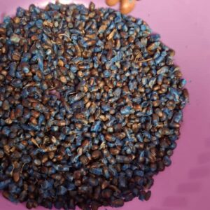 Ravenala Madagascariensis Seed for Sale – Traveller’s Palm Seeds Tanzania