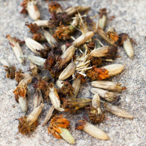 Premium Marigold Seeds (Tagetes) – High-Germination Garden Gems