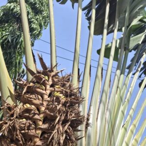 Ravenala Madagascariensis Seed