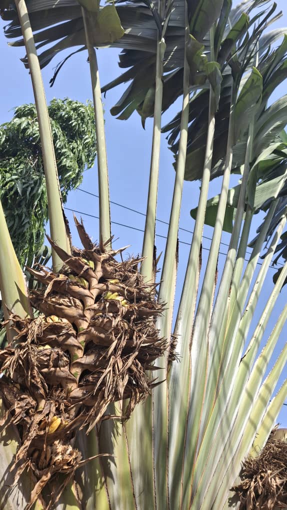 Ravenala Madagascariensis Seed