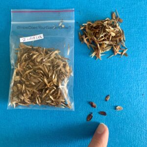 Zinnia Seeds